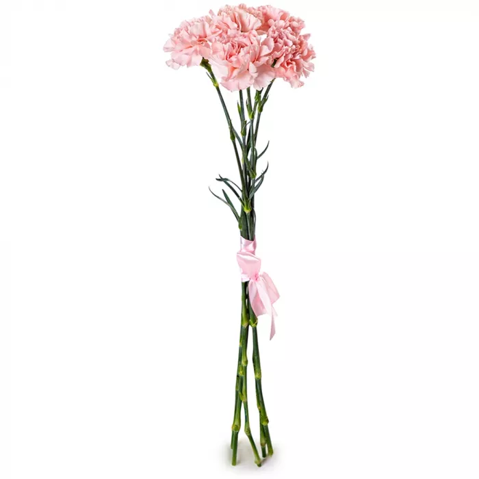 5 розовых гвоздик