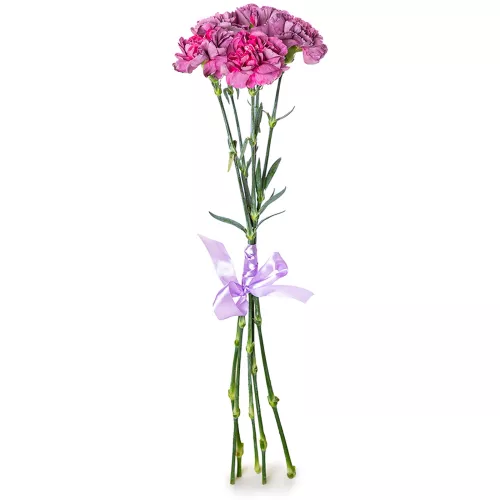 5 фиолетовых гвоздик