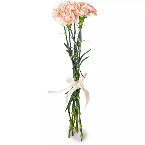 7 кремовых гвоздик