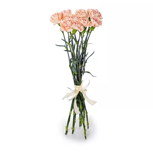 11 кремовых гвоздик