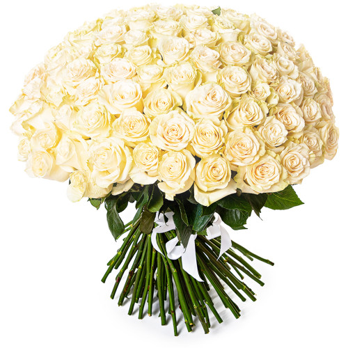 101 белая роза Эквадор 70 см