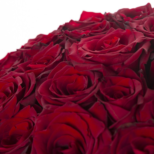 101 красная роза Эквадор 70 см