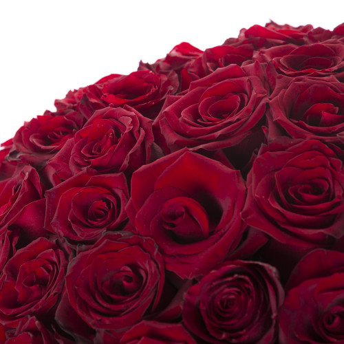 75 красных роз Эквадор 70 см