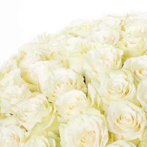 75 белых длинных роз Эквадор 70 см
