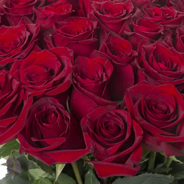 Букет из 35 красных роз Эквадор 70 см