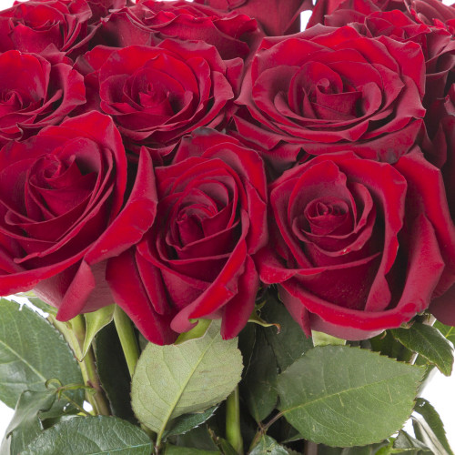 Букет цветов из 15 роз Эквадор 70 см