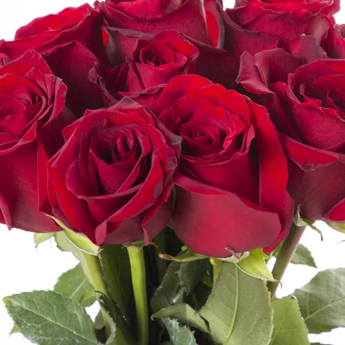 Монобукет из 9 красных роз Эквадор 70 см