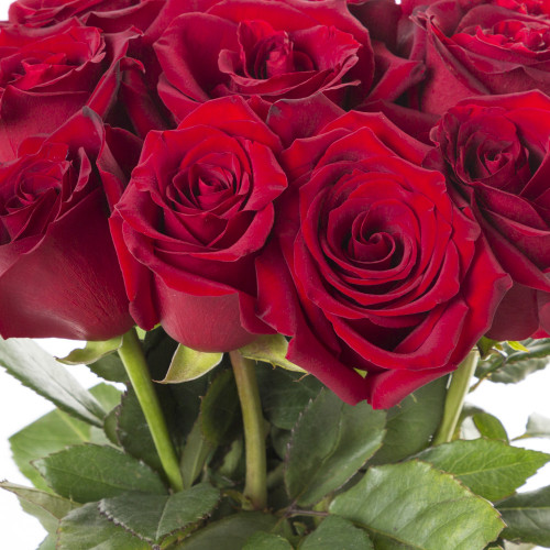 Букет на День матери из 11 красных роз Эквадор 70 см