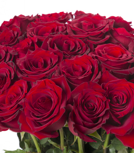 Бордовый букет из 25 роз Эквадор 70 см
