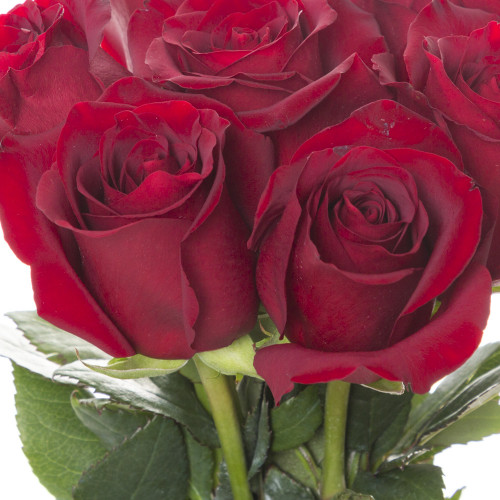Монобукет из 7 красных роз Эквадор 70 см