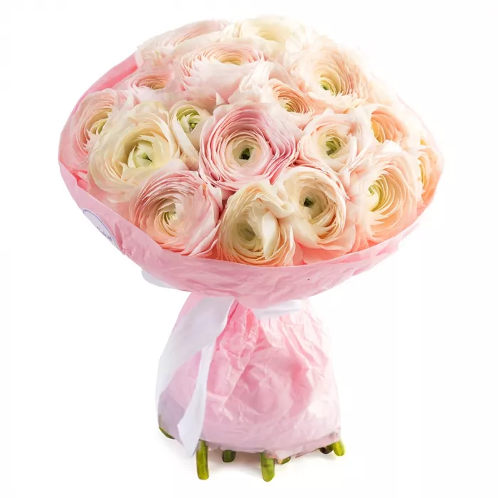 Букет из 21 бело-розового ранункулюса