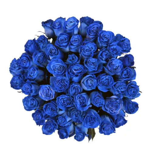 Монобукет из 51 синяя роза Эквадор (Premium 60см)