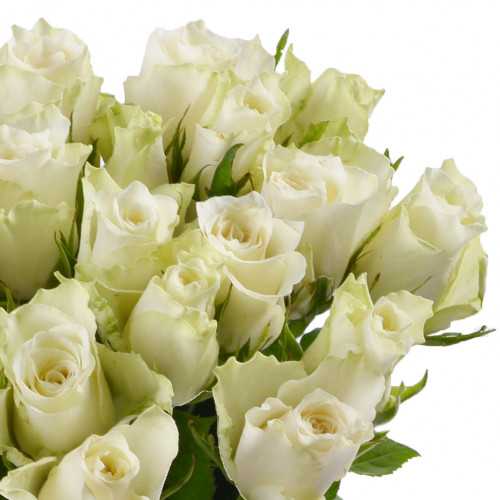 Монобукет из 25 белых роз