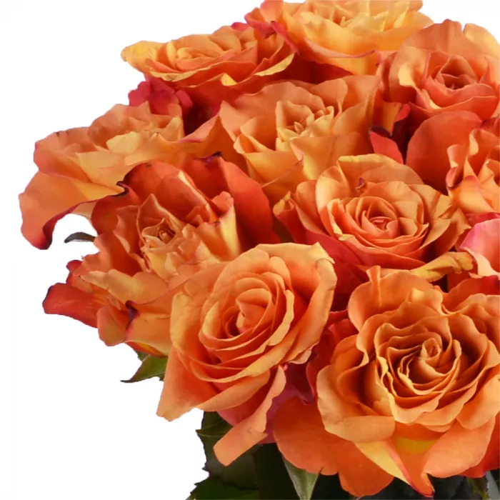15 оранжевых роз