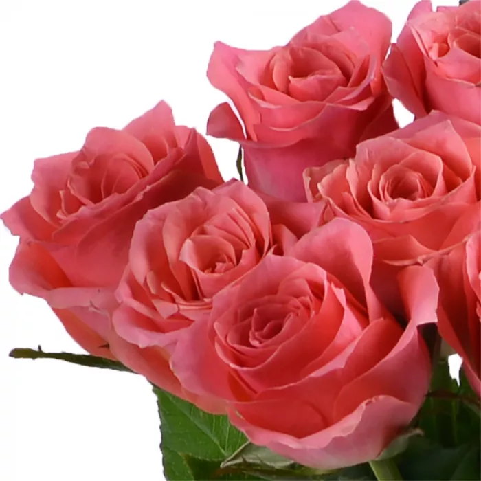 Букет из 9 коралловых роз