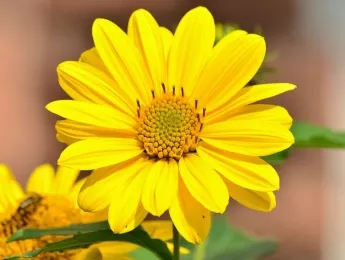 Можно ли дарить желтые цветы