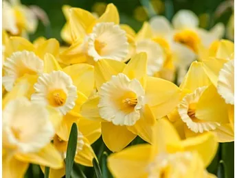 Нарциссы. Приносят удачу и не терпят одиночества