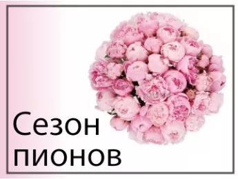 Сезон пионов	