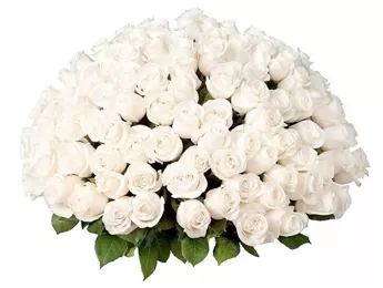 К чему дарят белые розы