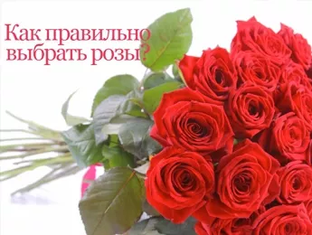 Как выбрать розы для букета Как выбрать розы для букета