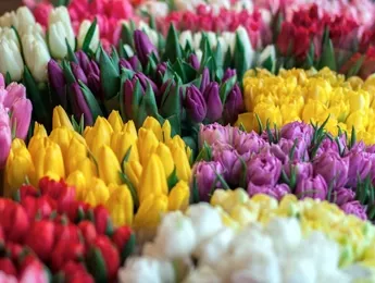 Какого цвета дарить тюльпаны Какого цвета дарить тюльпаны