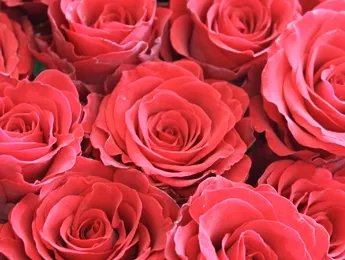 К чему дарят красные розы К чему дарят красные розы