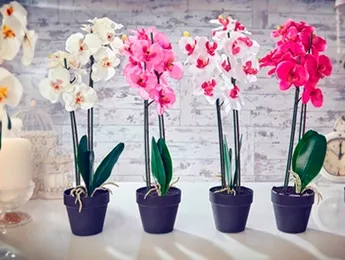 Орхидеи – как ухаживать и выбрать