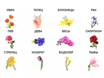 Какие цветы подходят по знаку зодиака