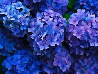 Символ благородства и успеха. Гортензия