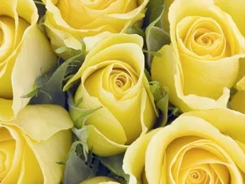 К чему дарят желтые розы К чему дарят желтые розы