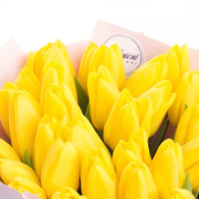 31 желтый тюльпан