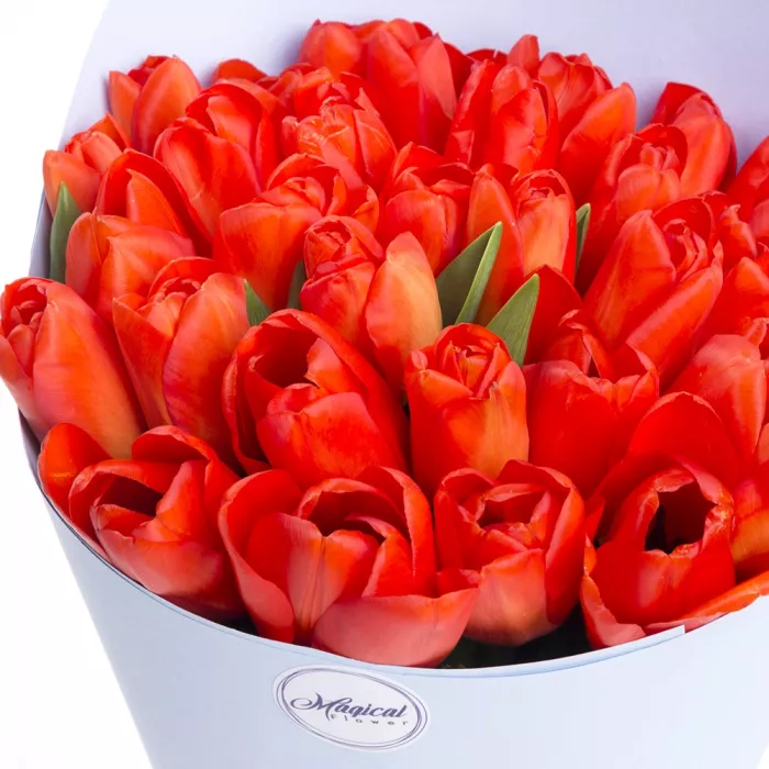 31 оранжевый тюльпан 31 оранжевый тюльпан