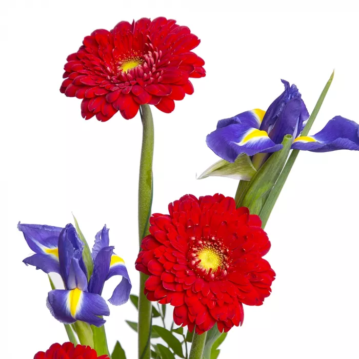 Букет из красных гербер и ирисов Букет из красных гербер и ирисов