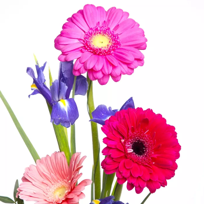 Букет из разноцветных гербер и ирисов