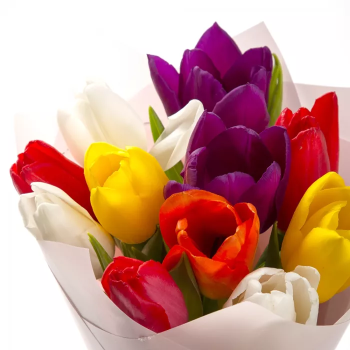 11 разноцветных тюльпанов 11 разноцветных тюльпанов