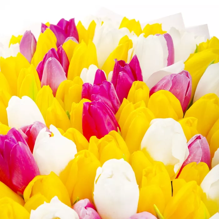 Букет из 101 разноцветного тюльпана