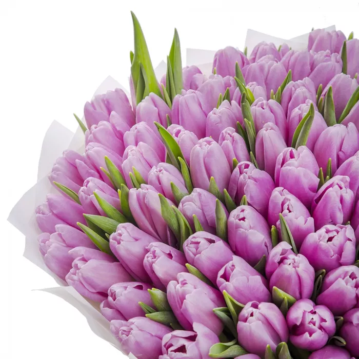 101 фиолетовый тюльпан