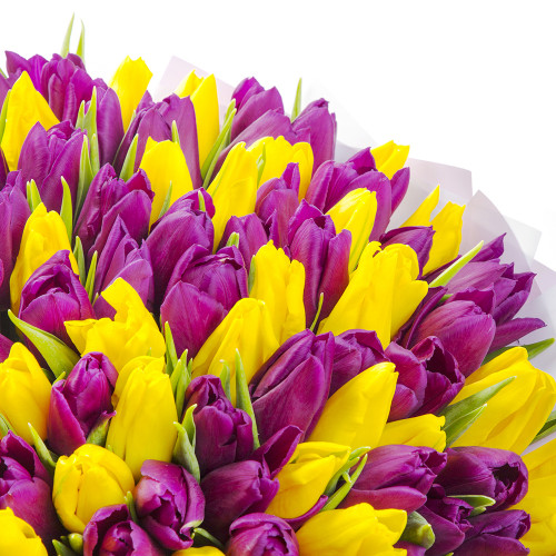 101 разноцветный тюльпан