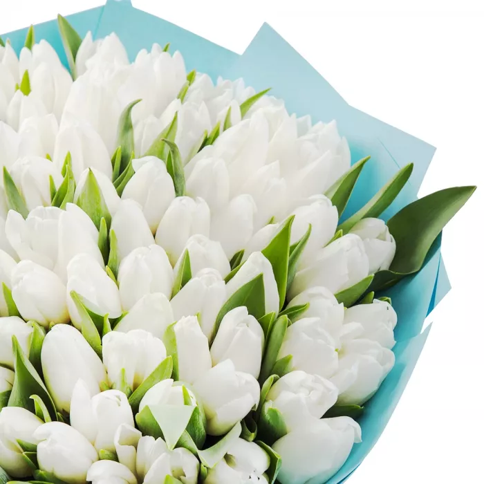 101 белый тюльпан