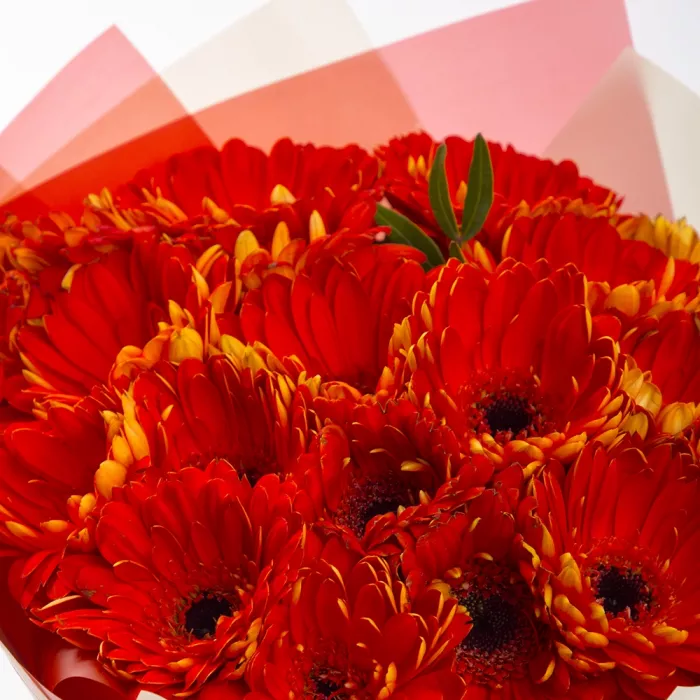 Букет из 21 оранжевой герберы