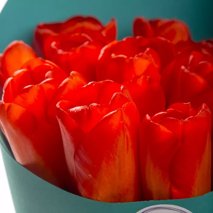 11 оранжевых тюльпанов