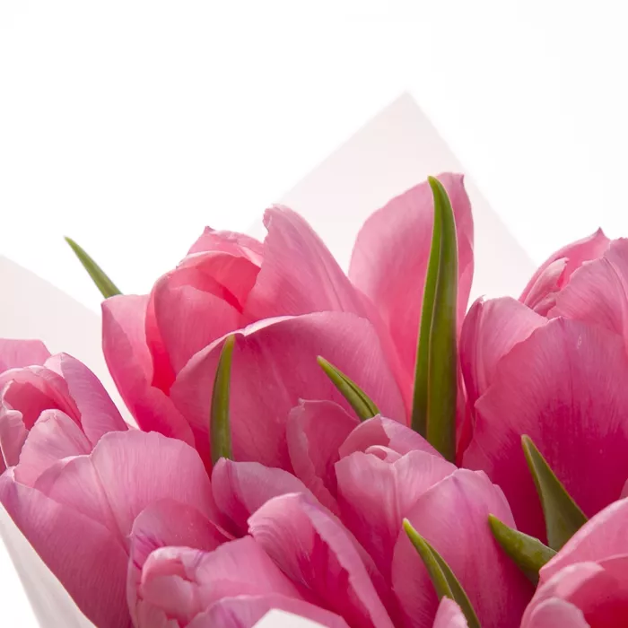 7 розовых тюльпанов