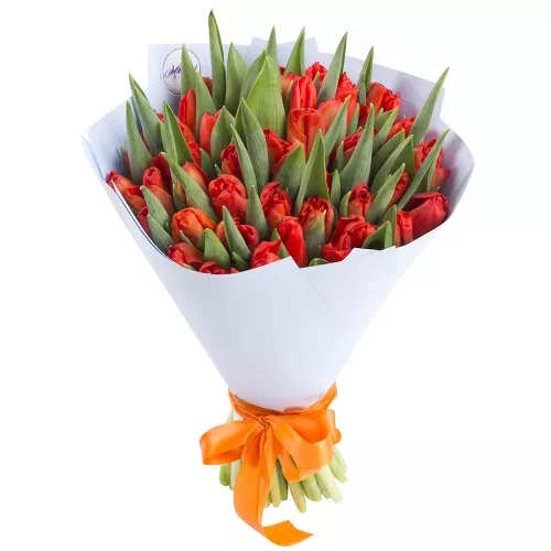 Букет из 51 красного тюльпана