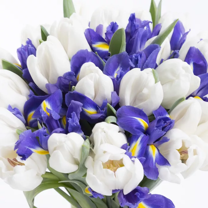 25 белых тюльпанов с ирисом