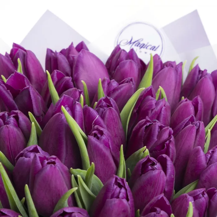 31 сиреневый тюльпан