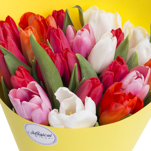 21 разноцветный тюльпан