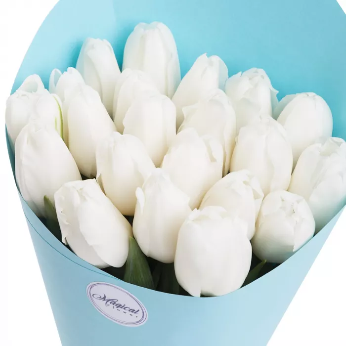 21 белый тюльпан