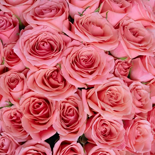 51 розовая роза в стиле Magical