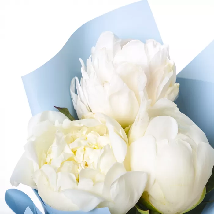 Букет из 3 белых пионов