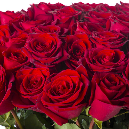 Монобукет из 51 красной розы Эквадор 100 см